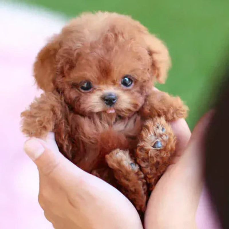 RoboPup – Realistische Robotpuppy Knuffel met Interactieve Functies Velani